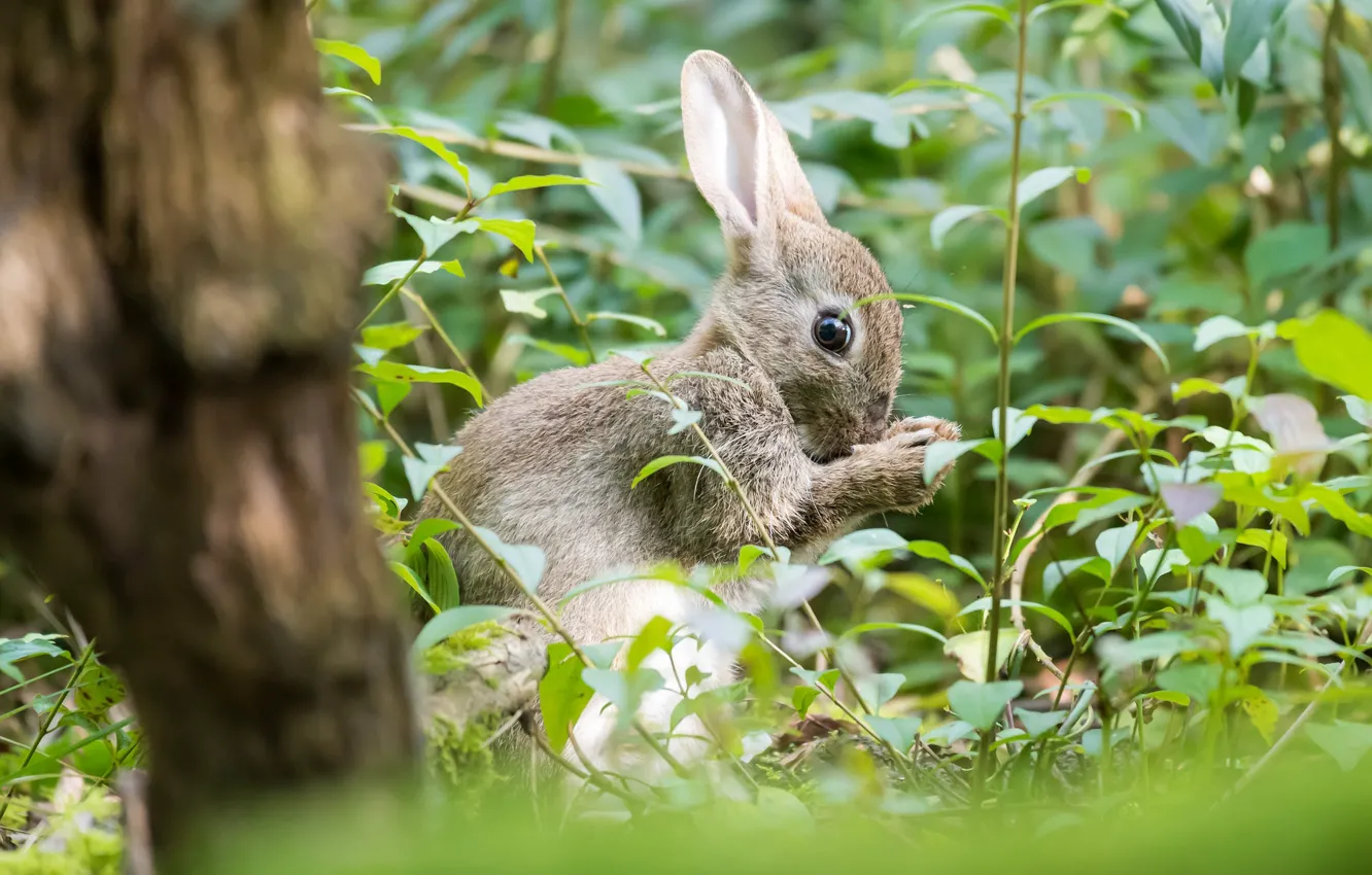 Photo wallpaper grass, leaves, trees, pose, grey, thickets, glade, hare
