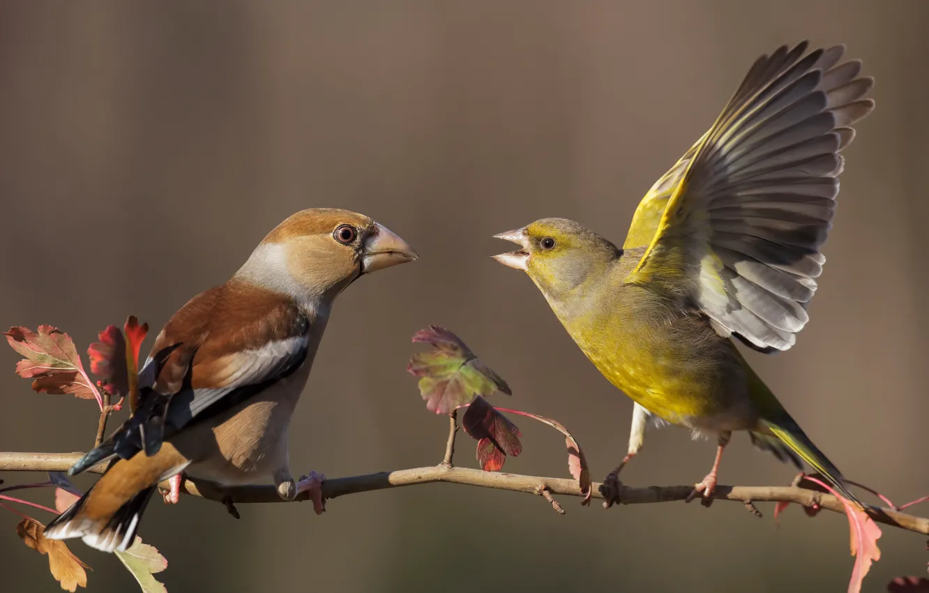 Photo wallpaper leaves, branches, pose, background, bird, two, meeting, wings