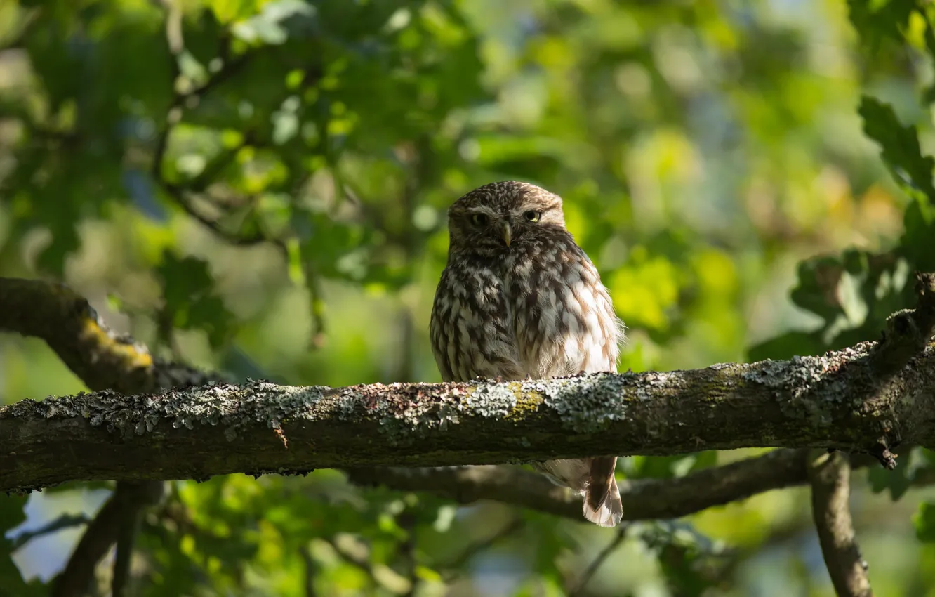 Photo wallpaper greens, leaves, branches, owl, bird, foliage, bokeh, owl