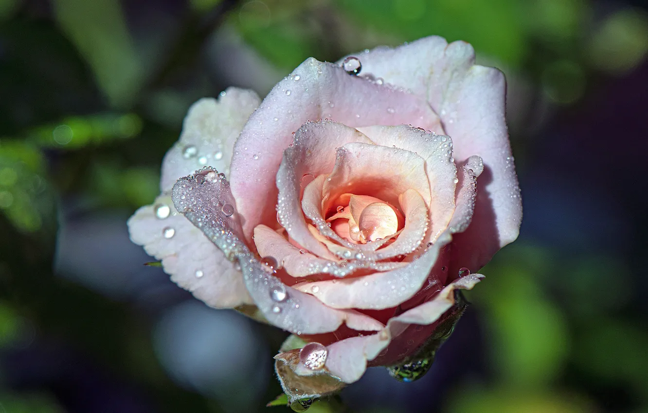 Wallpaper Flower Drops Macro Rosa Pink Rose Petals Bud For Mobile And Desktop Section