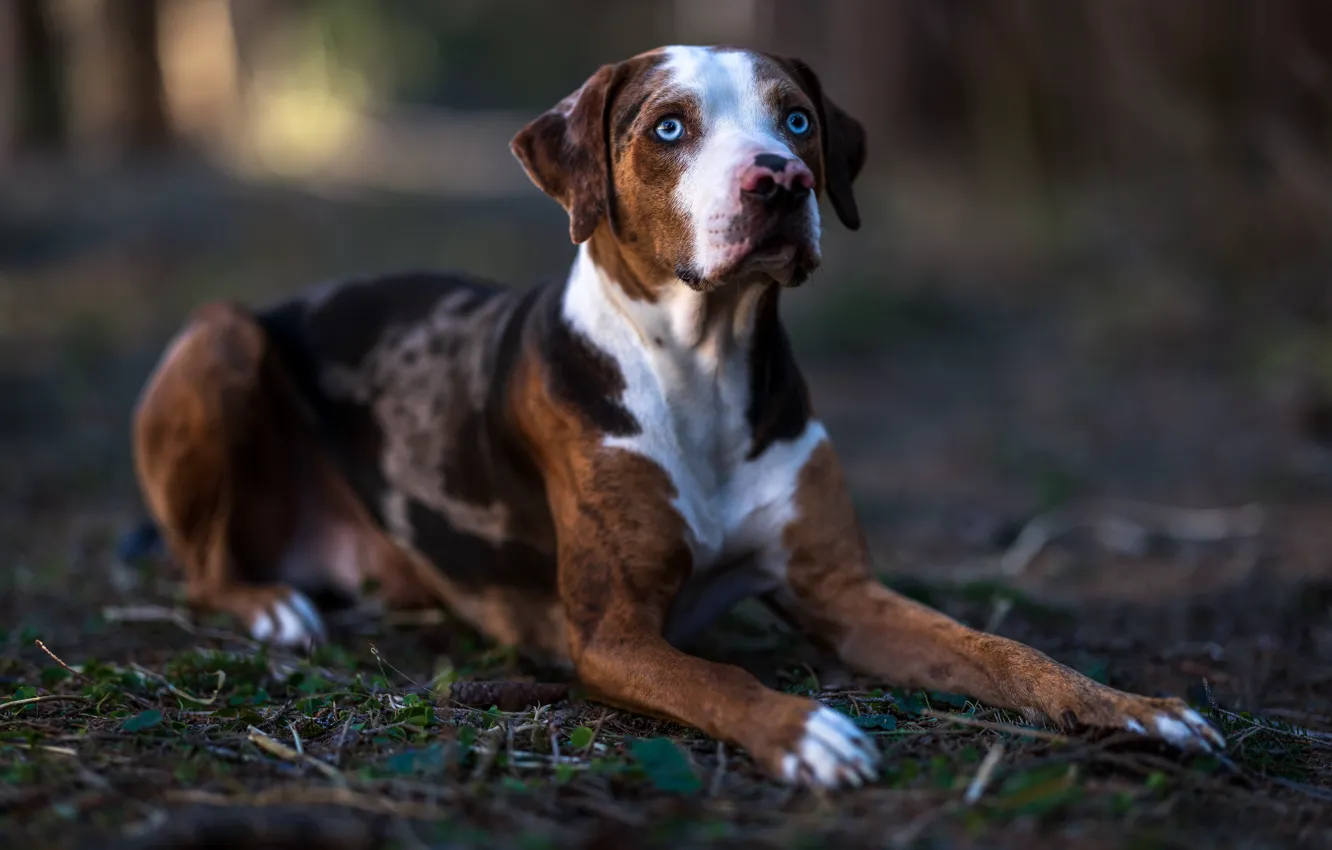 Photo wallpaper look, face, dog, paws, lies