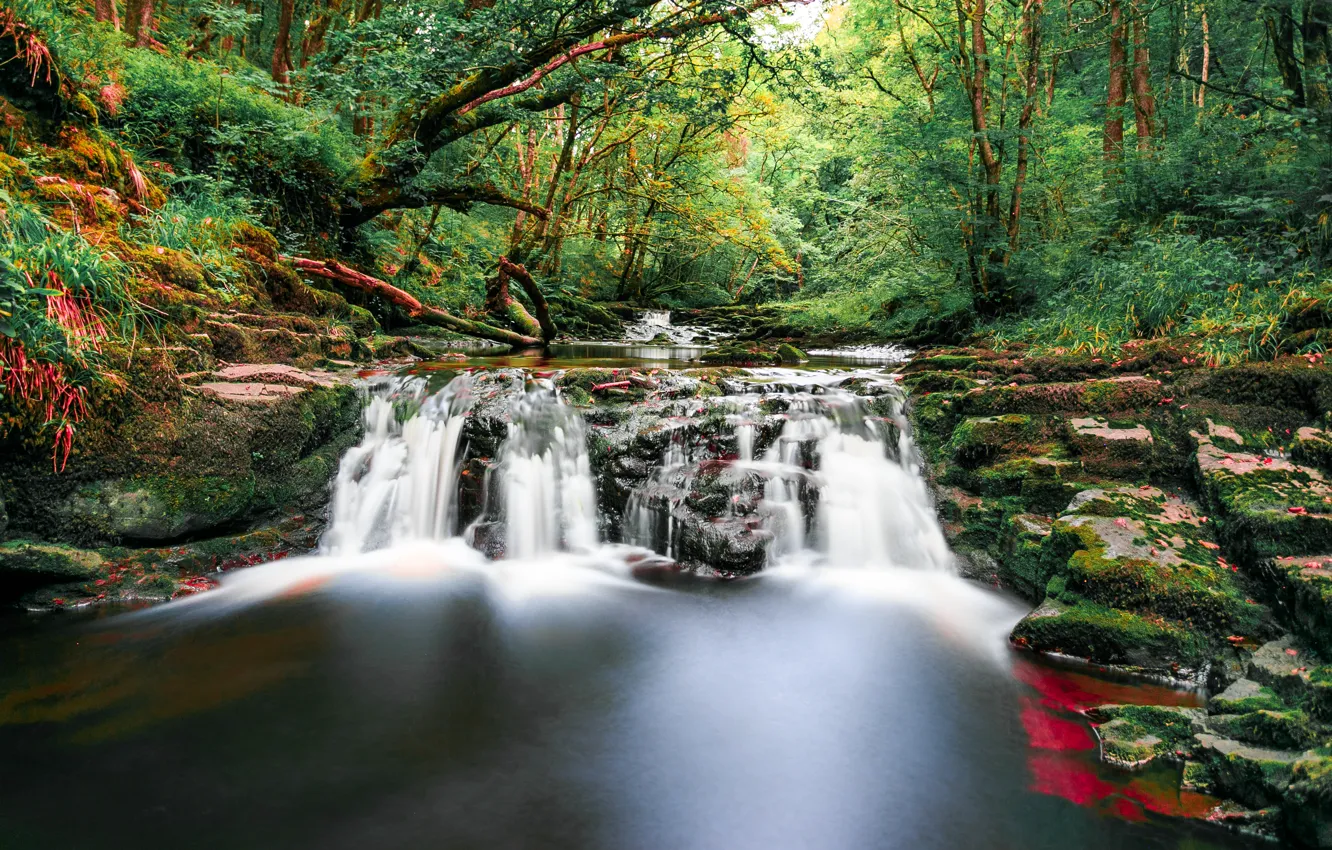 Photo wallpaper forest, trees, stream, stones, waterfall, moss, UK, Wales