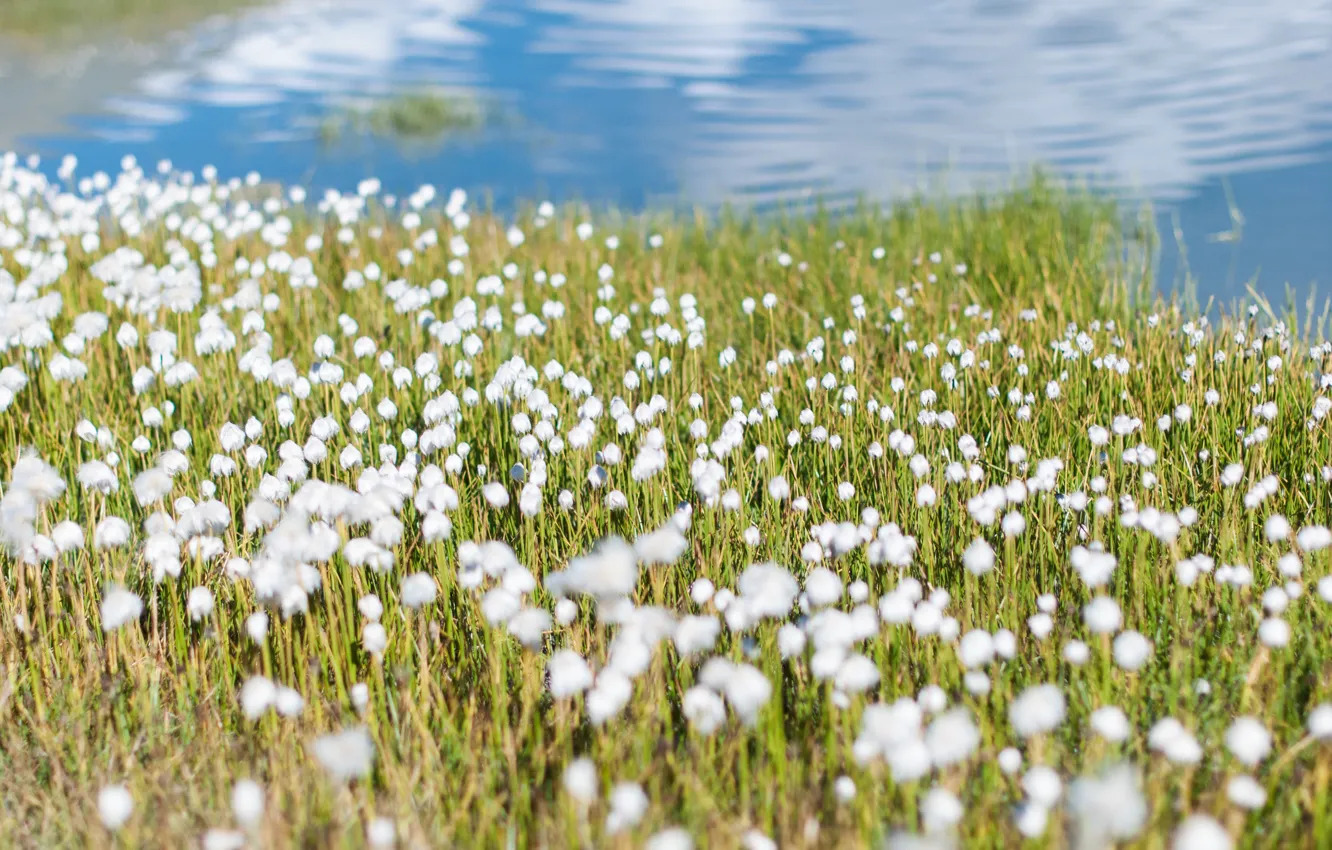 Photo wallpaper water, flowers, lake, Russia, white flowers, Altay, Valley of seven lakes