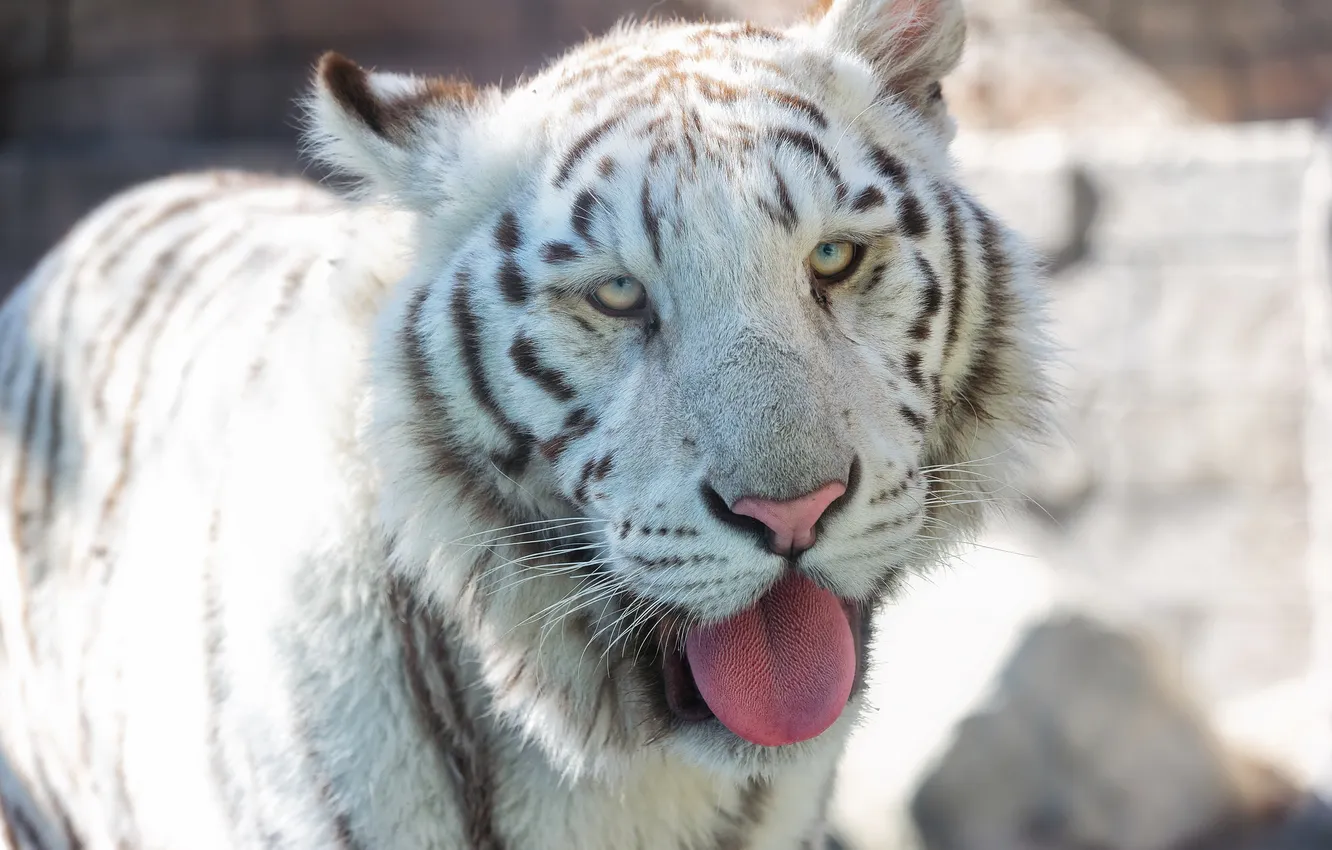 Photo wallpaper language, cat, face, white tiger