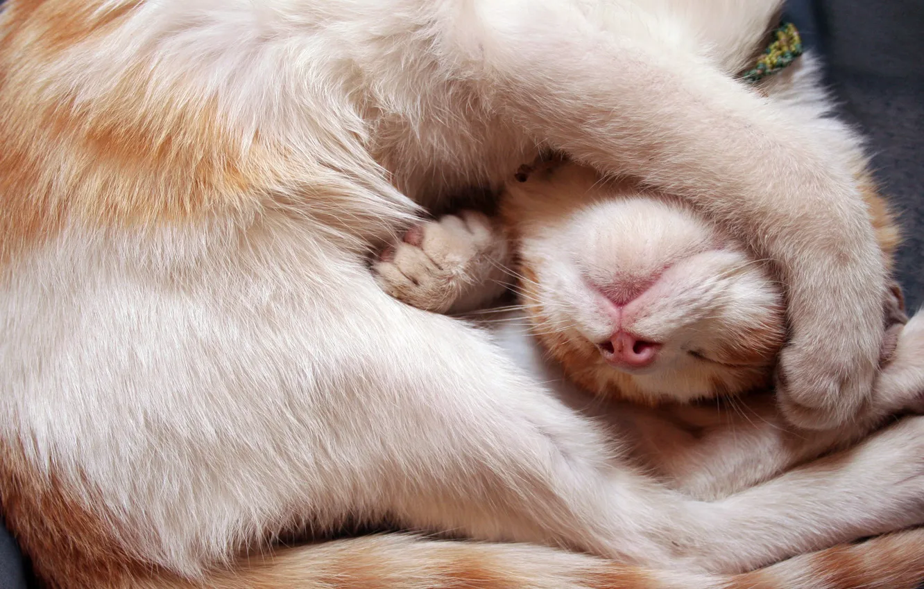 Photo wallpaper cat, red, baldeet