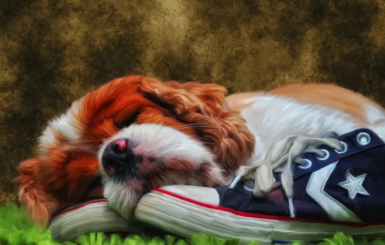Photo wallpaper stay, sneakers, sleep, dog, sleeping, puppy