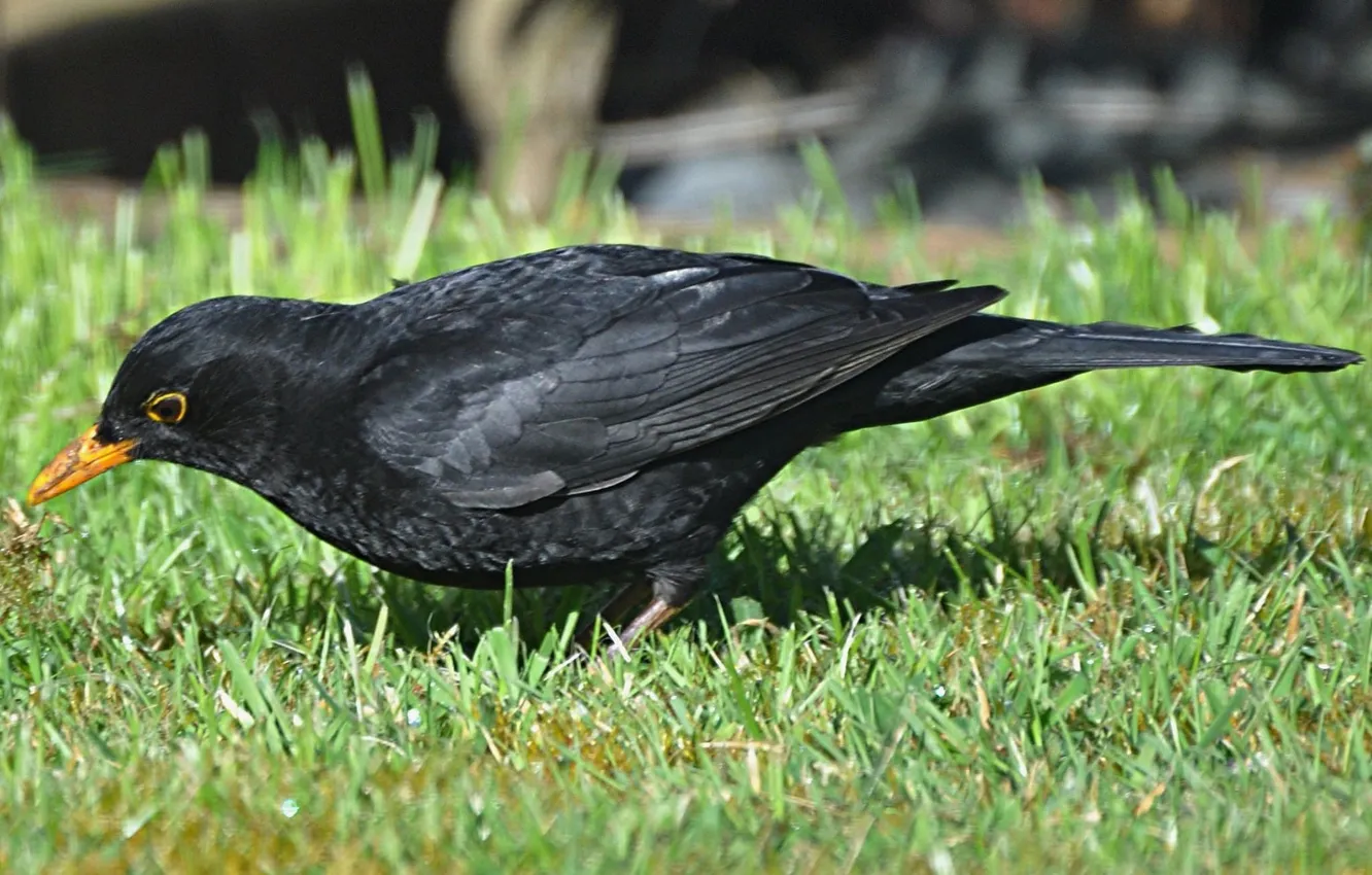 Photo wallpaper grass, bird, beak, tail, Blackbird