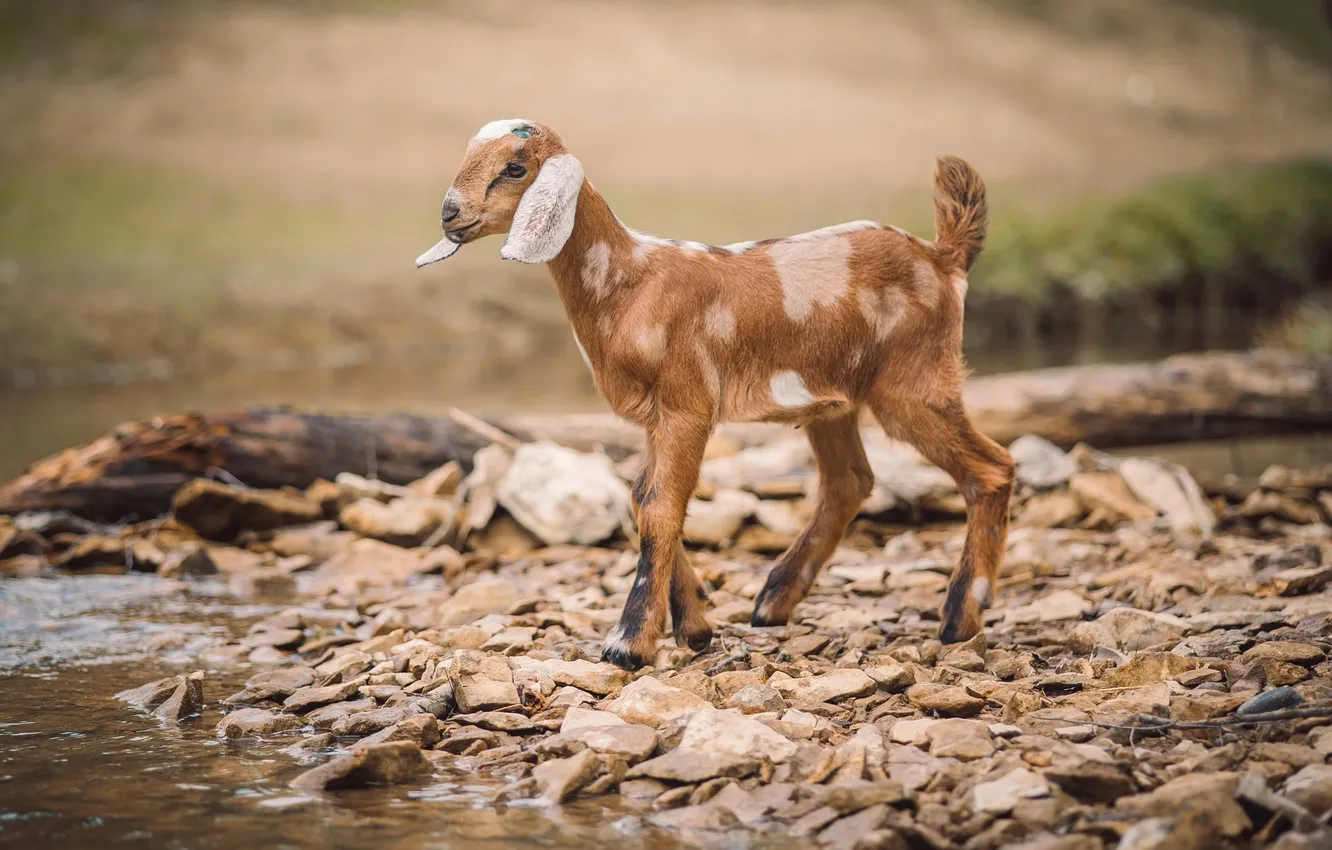 Photo wallpaper colors, baby, mammal, goat