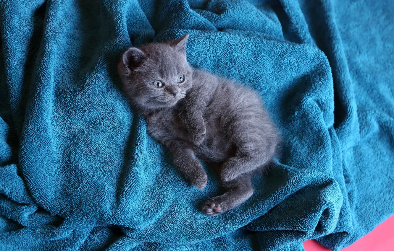 Photo wallpaper cat, pose, grey, blue, baby, lies, kitty, British