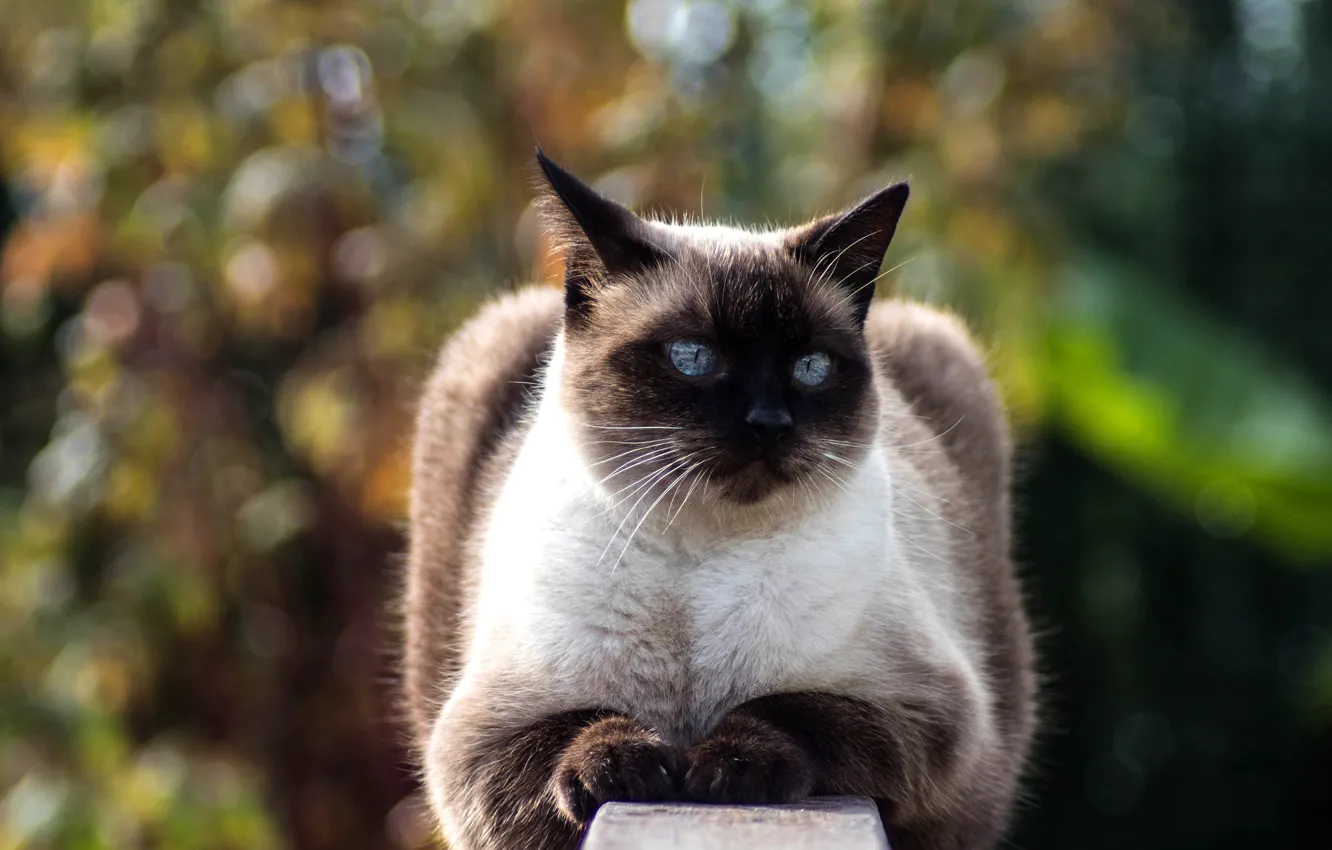 Photo wallpaper Siamese, cat, pose, look, lies, light, blue eyes, nature