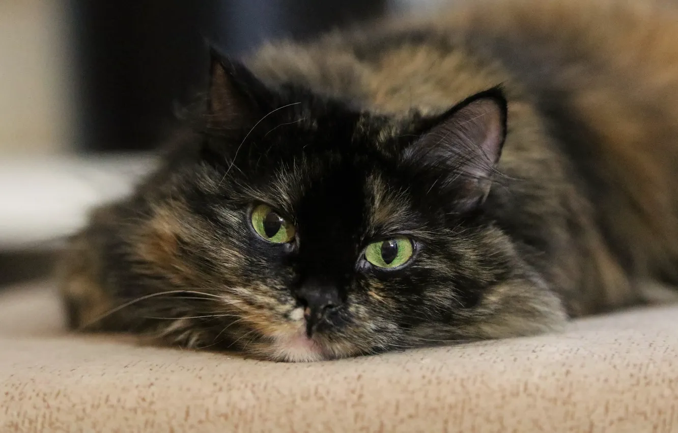 Photo wallpaper cat, cat, look, muzzle