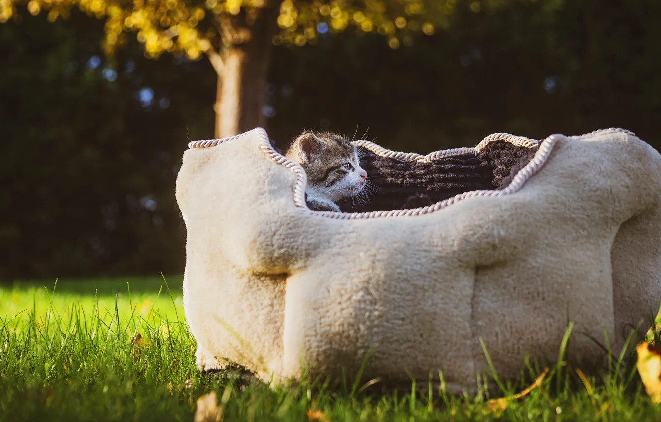 Photo wallpaper summer, nature, glade, baby, house, kitty, the couch, bench