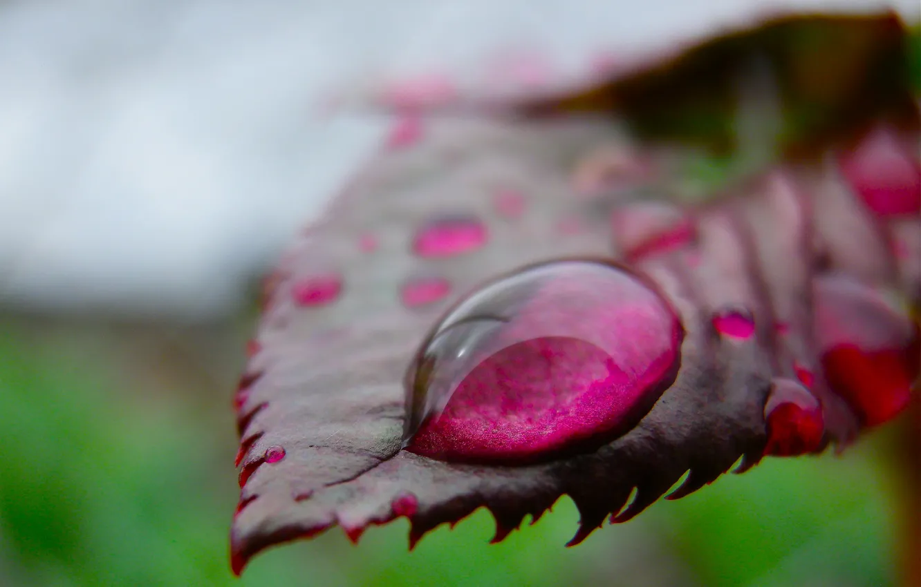 Photo wallpaper leaves, water, drops, color