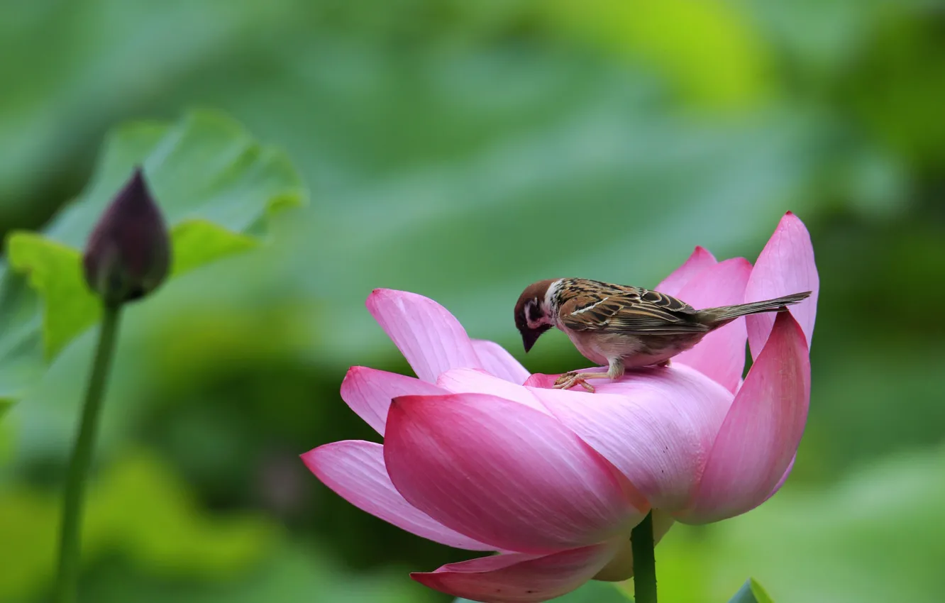Photo wallpaper bird, Sparrow, Lotus