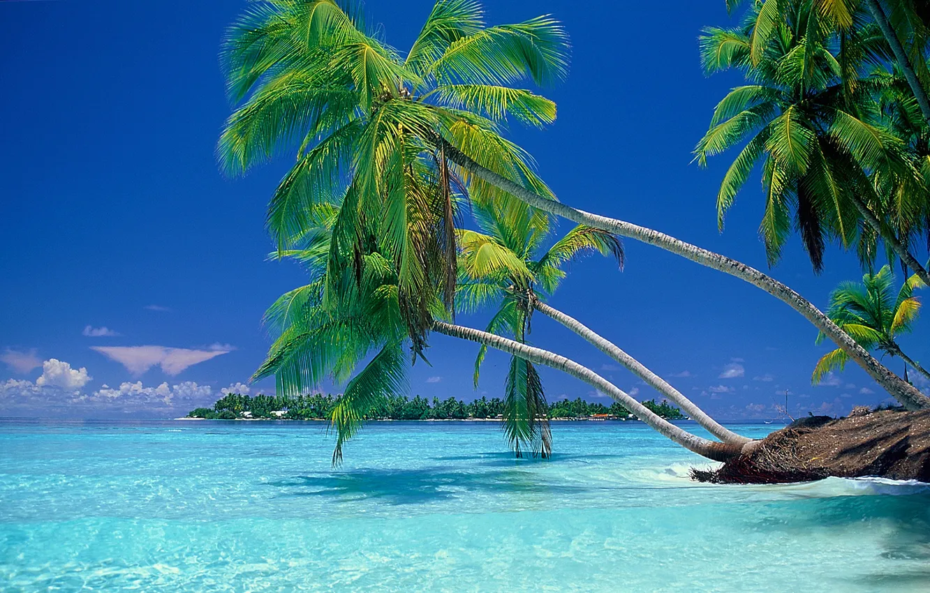 Photo wallpaper sea, beach, palm trees, stay, the Maldives, resort