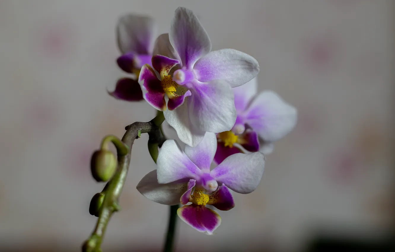 Photo wallpaper flowers, close-up, Orchid, The orchid is homemade