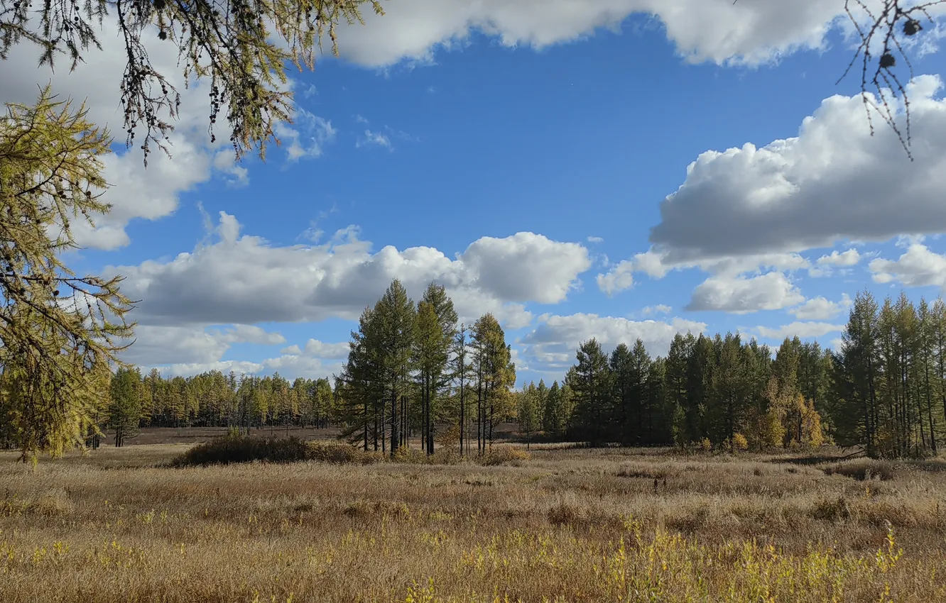 Photo wallpaper clouds, autumn forest, yellow grass