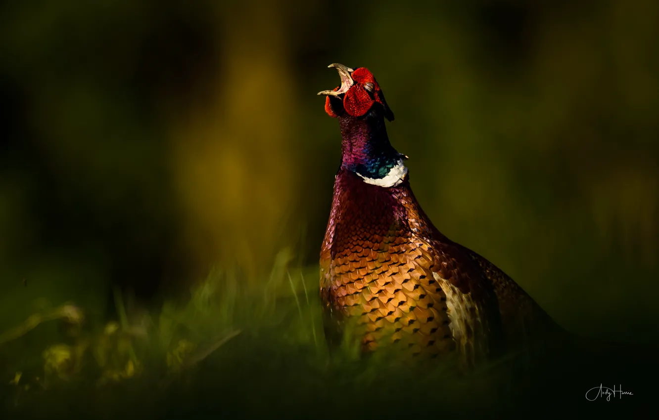 Photo wallpaper nature, bird, pheasant, Phasianus colchicus