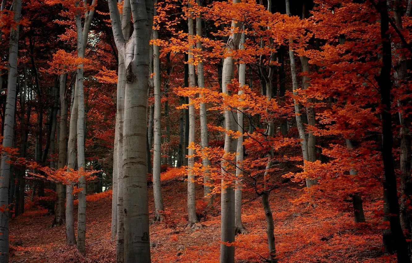 Photo wallpaper autumn, forest, leaves, trees, branches, nature, orange
