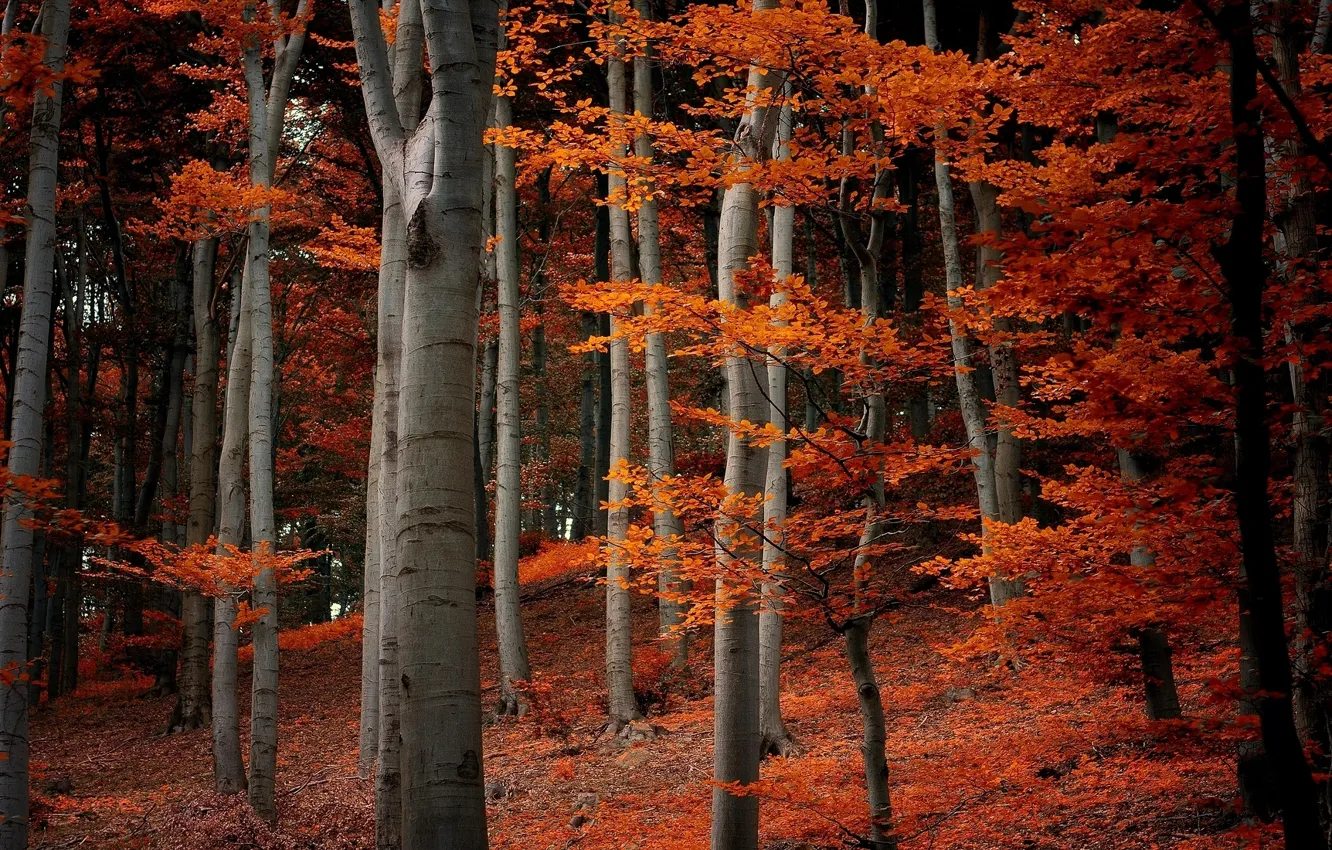 Photo wallpaper autumn, forest, leaves, trees, orange, branches, nature