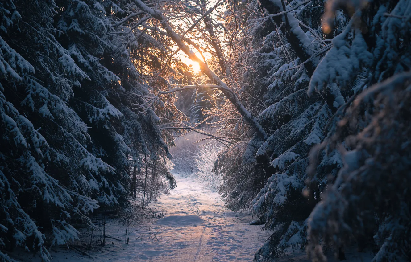 Photo wallpaper winter, road, forest, nature