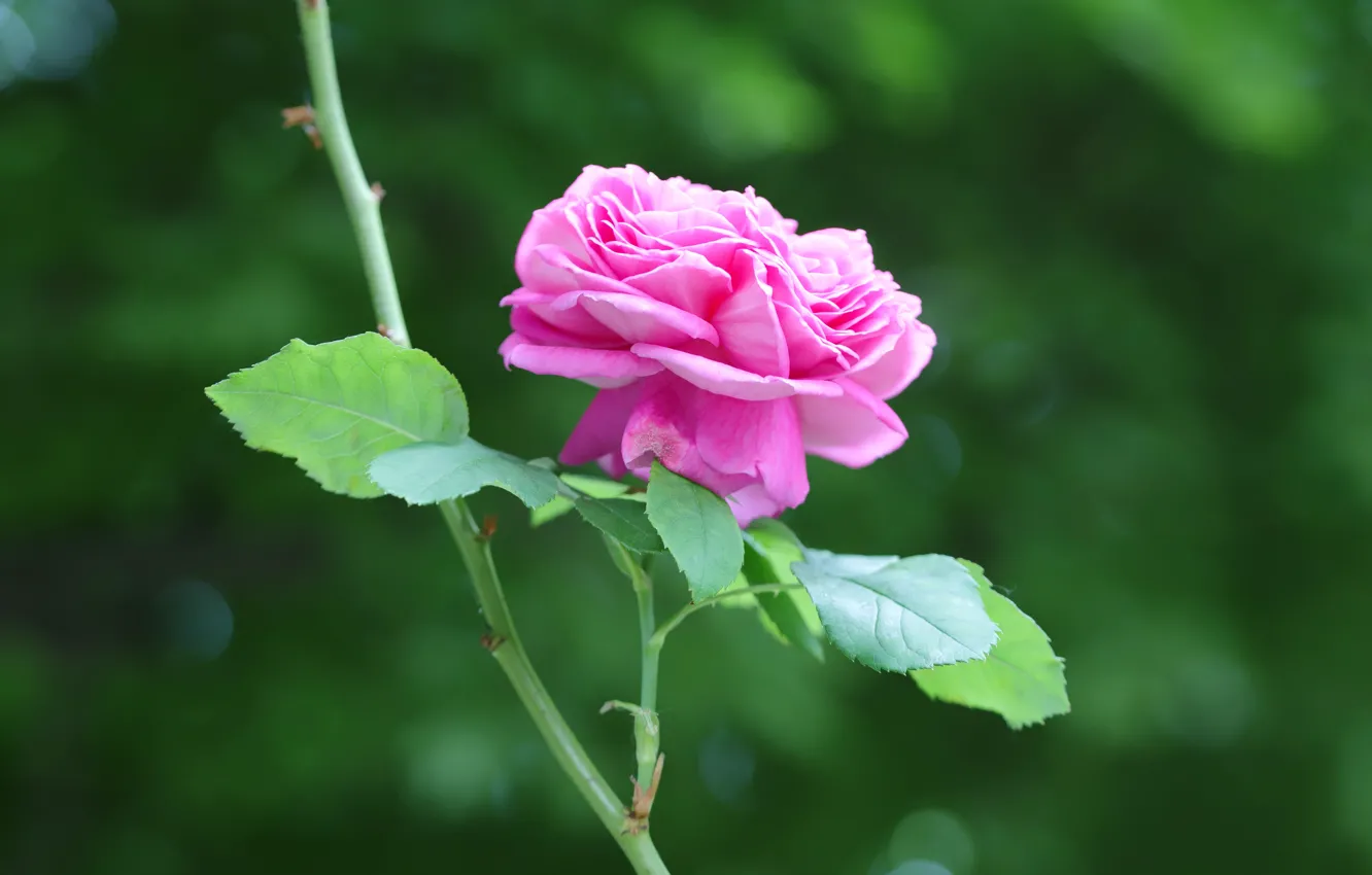 Photo wallpaper leaves, flowers, branches, roses, stem, pink, green background, bokeh