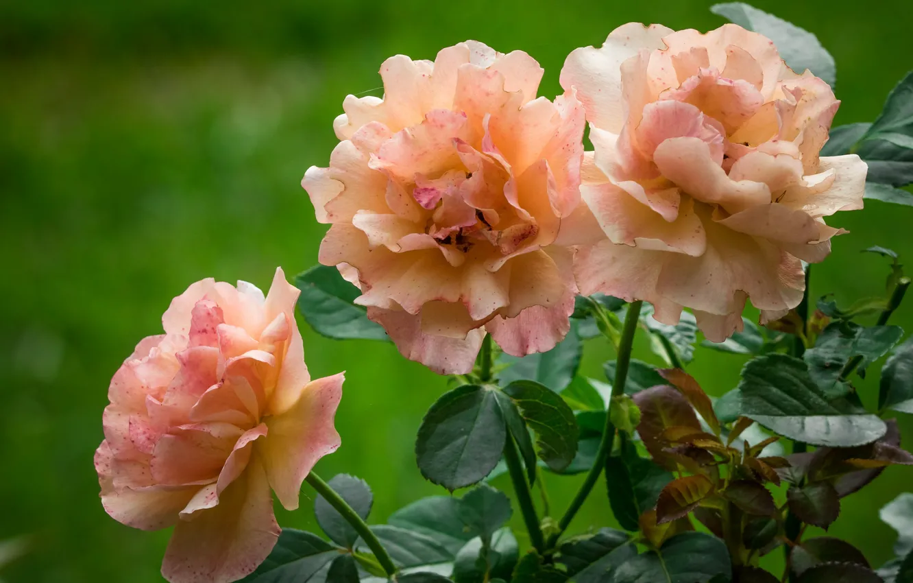 Photo wallpaper roses, the bushes, peach