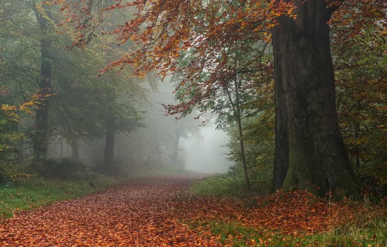 Photo wallpaper road, autumn, forest, leaves, trees, England, England, Wiltshire