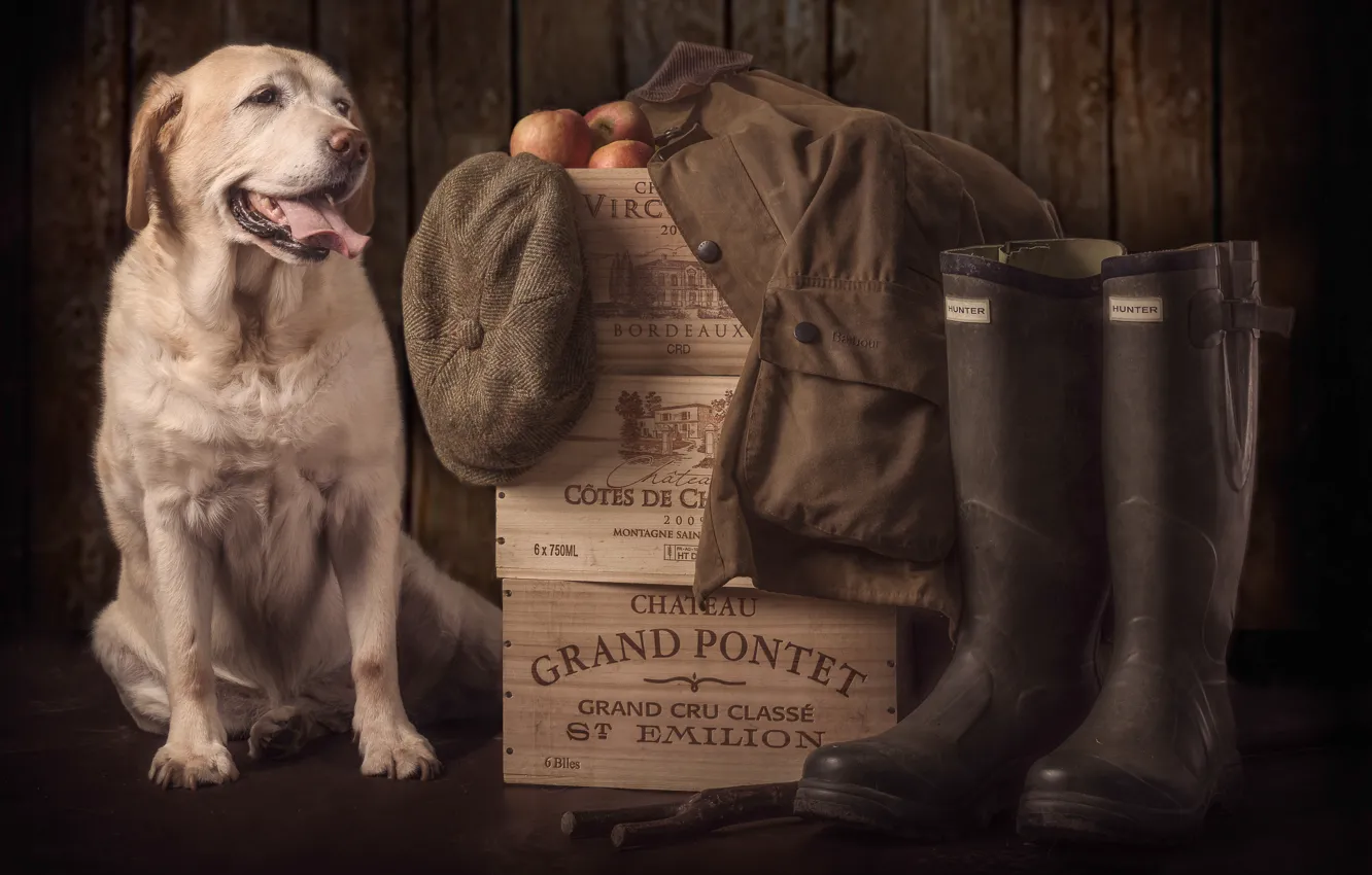Photo wallpaper dog, boots, boxes, cap