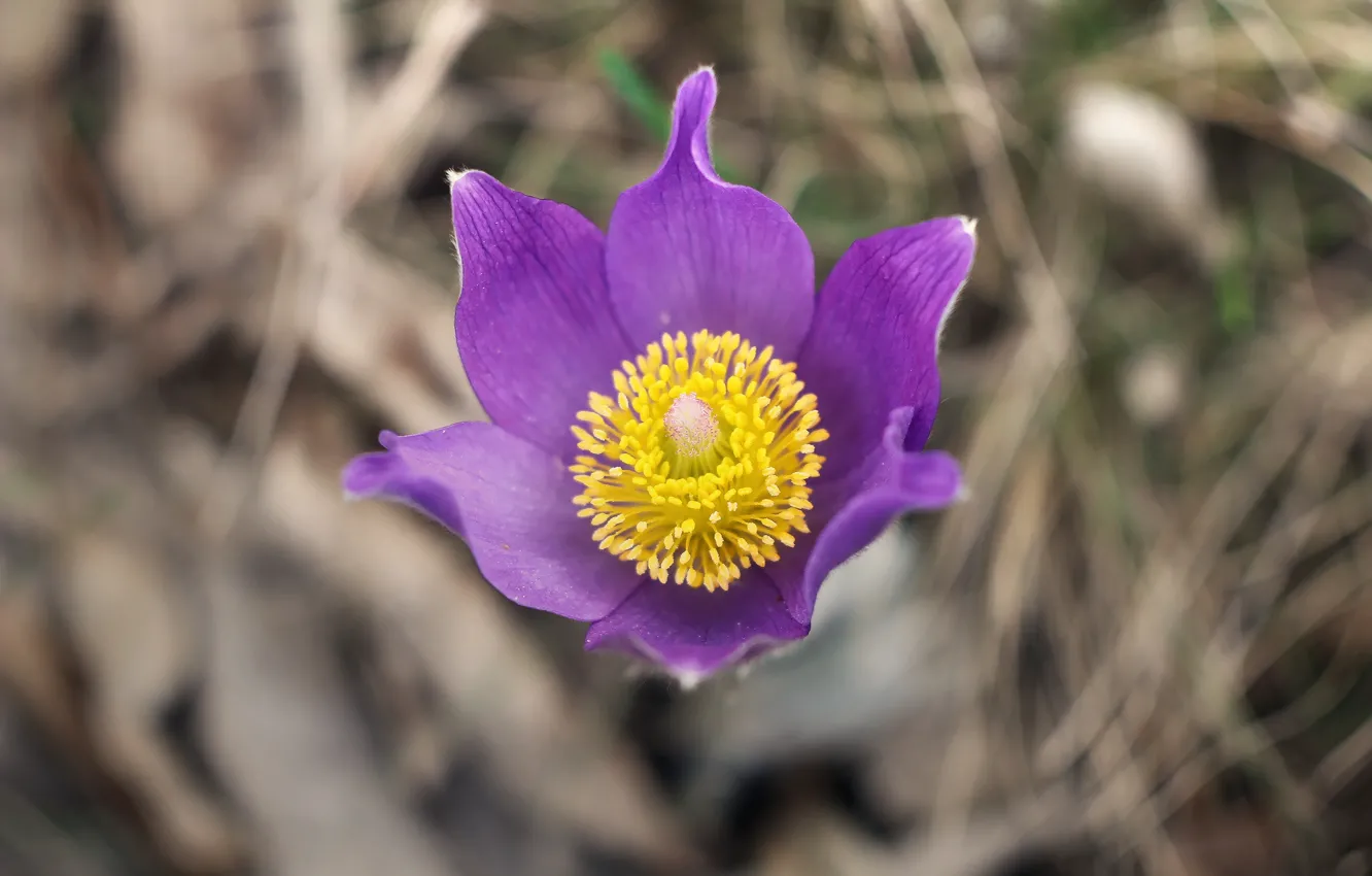 Photo wallpaper flowers, background, dream grass