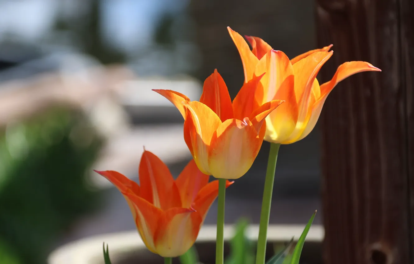 Photo wallpaper flowers, orange, spring, tulips, trio