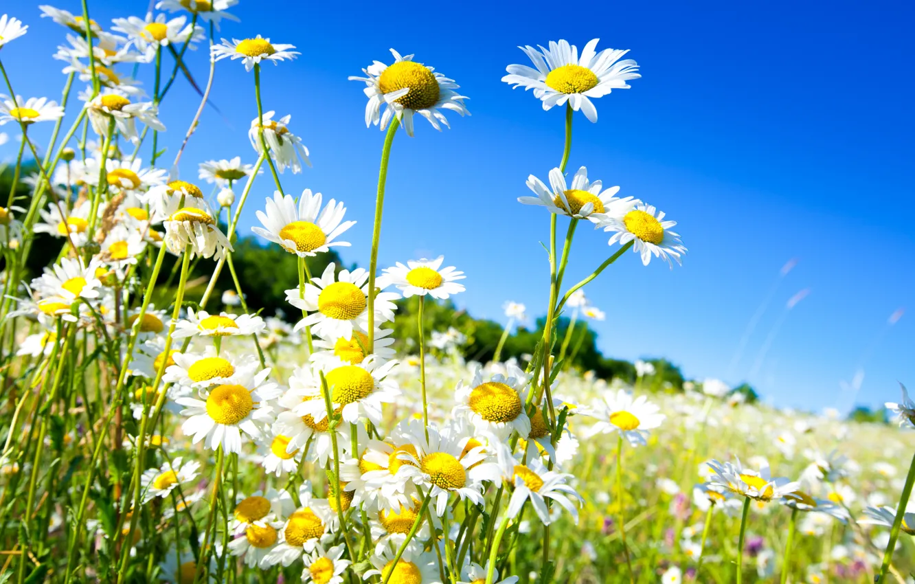 Photo wallpaper field, the sky, the sun, flowers, chamomile, spring, spring