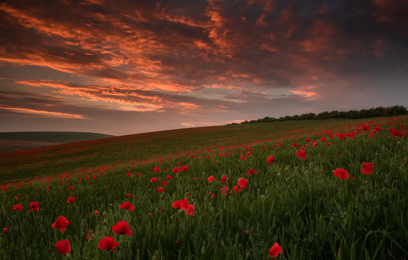 Photo wallpaper wheat, field, summer, clouds, light, sunset, flowers, red
