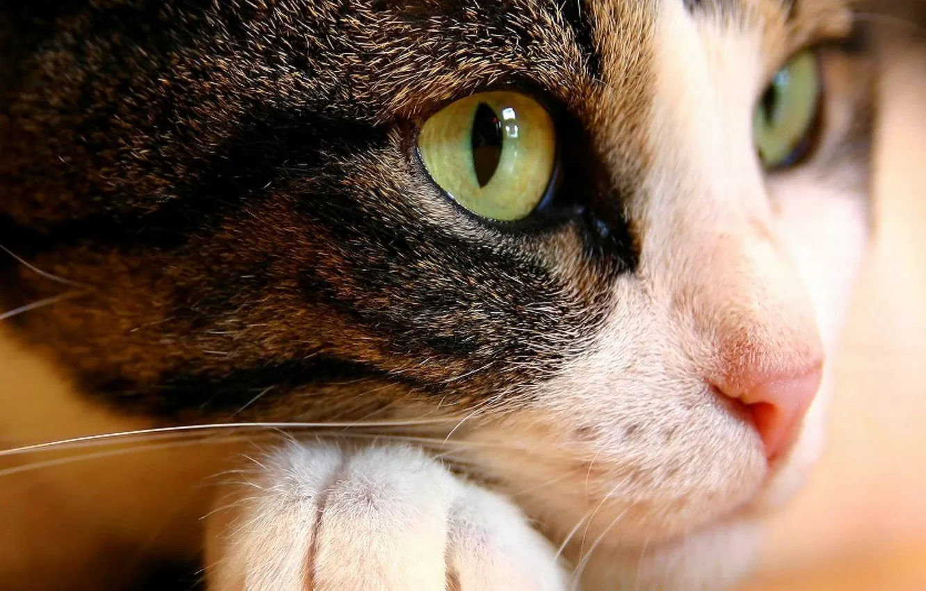 Photo wallpaper cat, eyes, cat, face, macro, green, animal, paws
