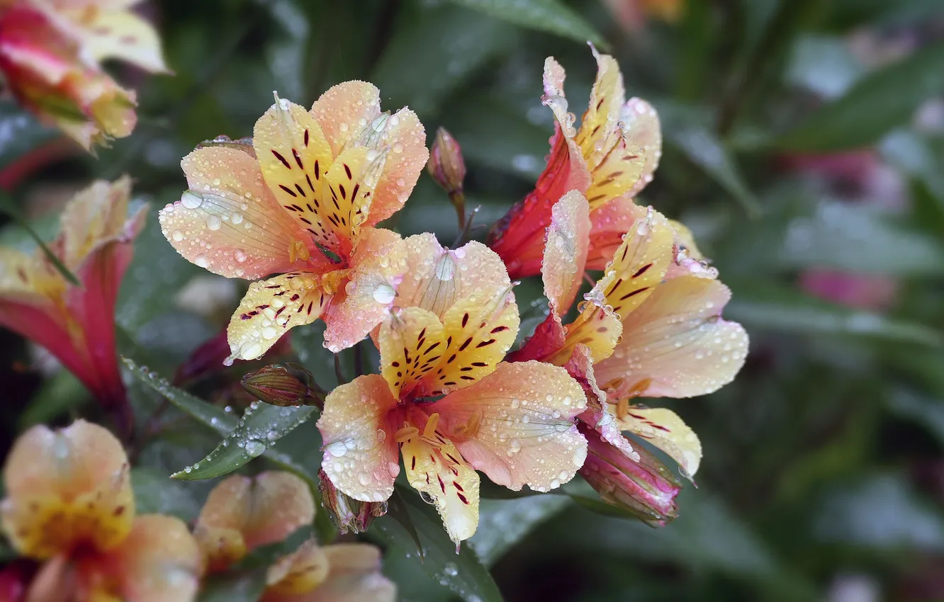 Photo wallpaper flowers, Rosa, water drops, Alstroemeria