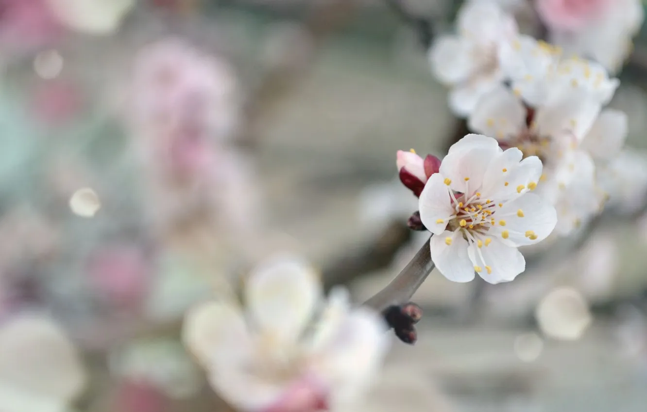 Photo wallpaper tenderness, spring, apricots, beautiful