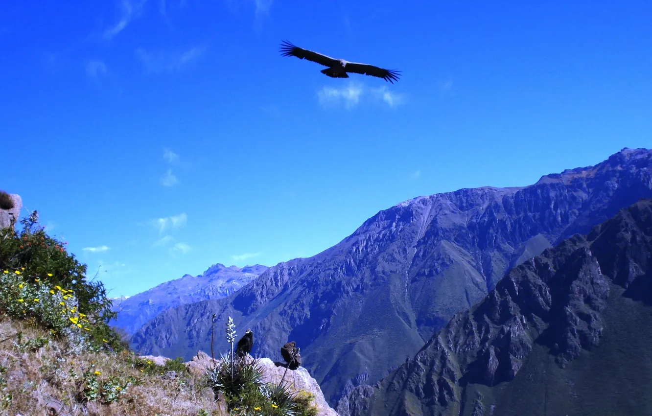 Photo wallpaper mountains, tops, Condor