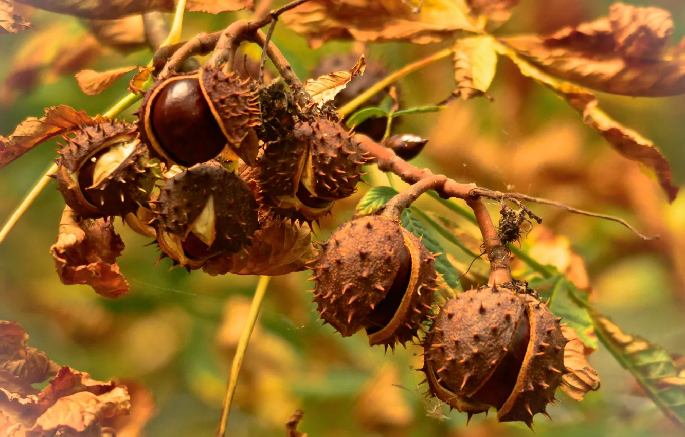 Photo wallpaper autumn, leaves, tree, chestnut