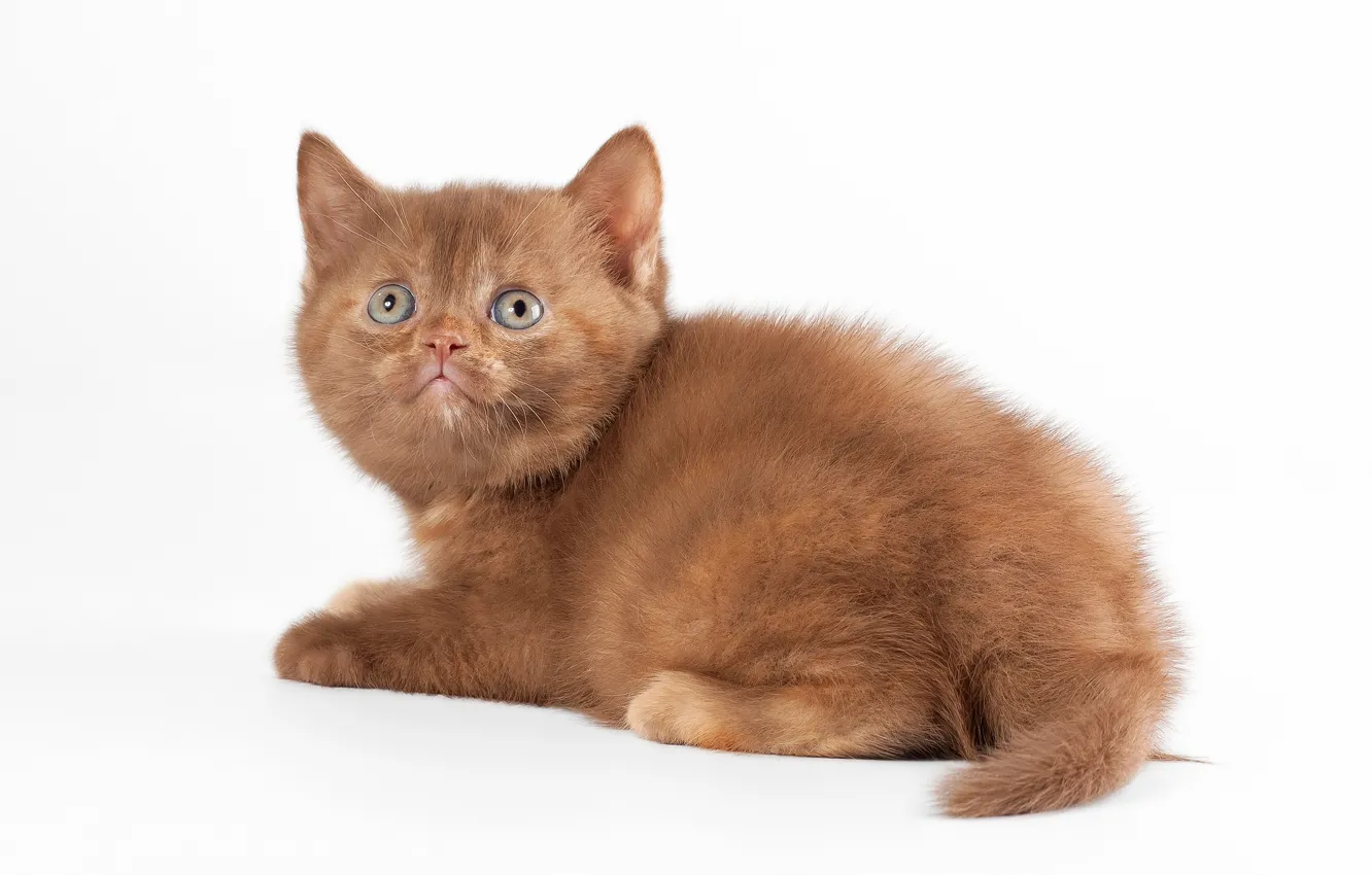 Photo wallpaper cat, cat, white background, kitty