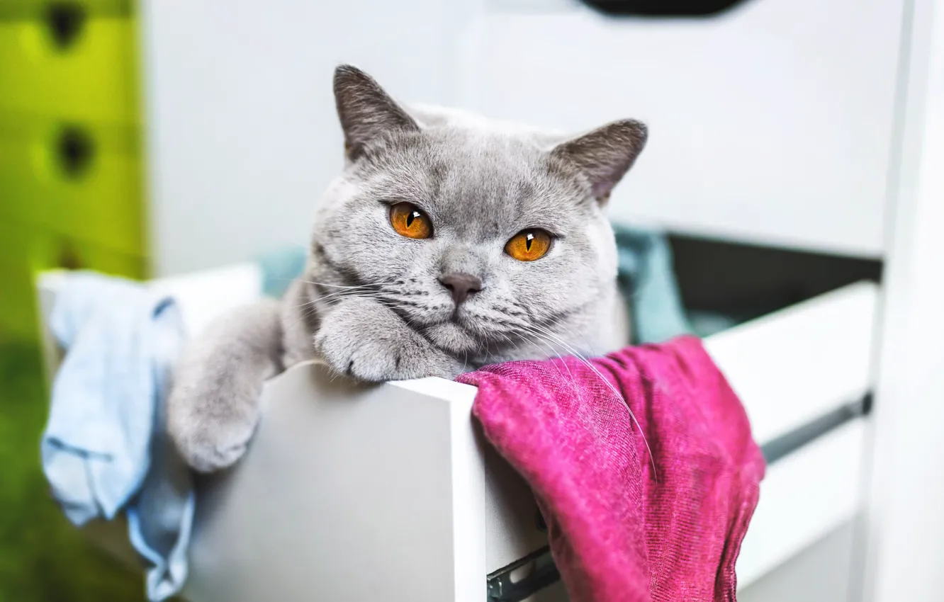 Photo wallpaper cat, cat, look, pose, sweetheart, kitty, face, Milota