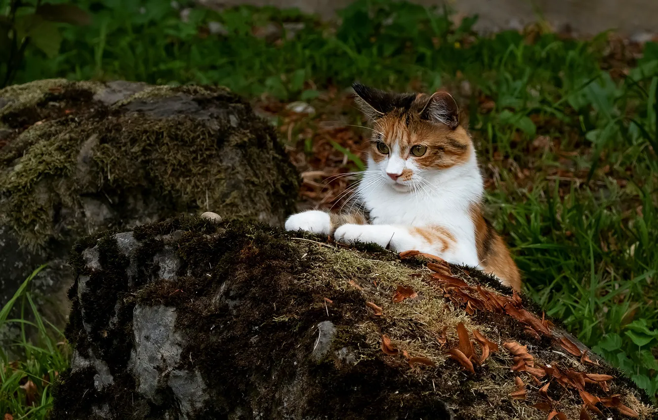 Photo wallpaper cat, look, face, nature, pose, stones, moss, paws