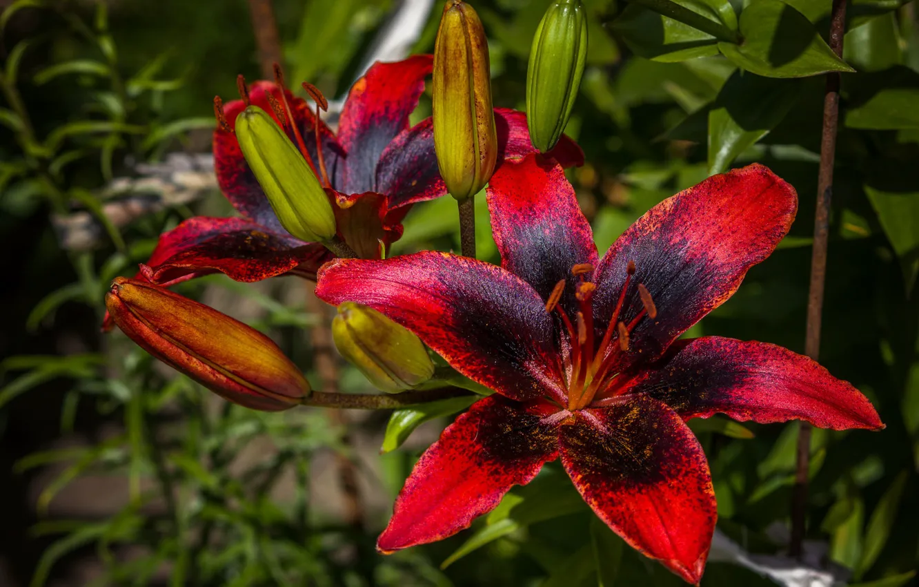Photo wallpaper Lily, black, red