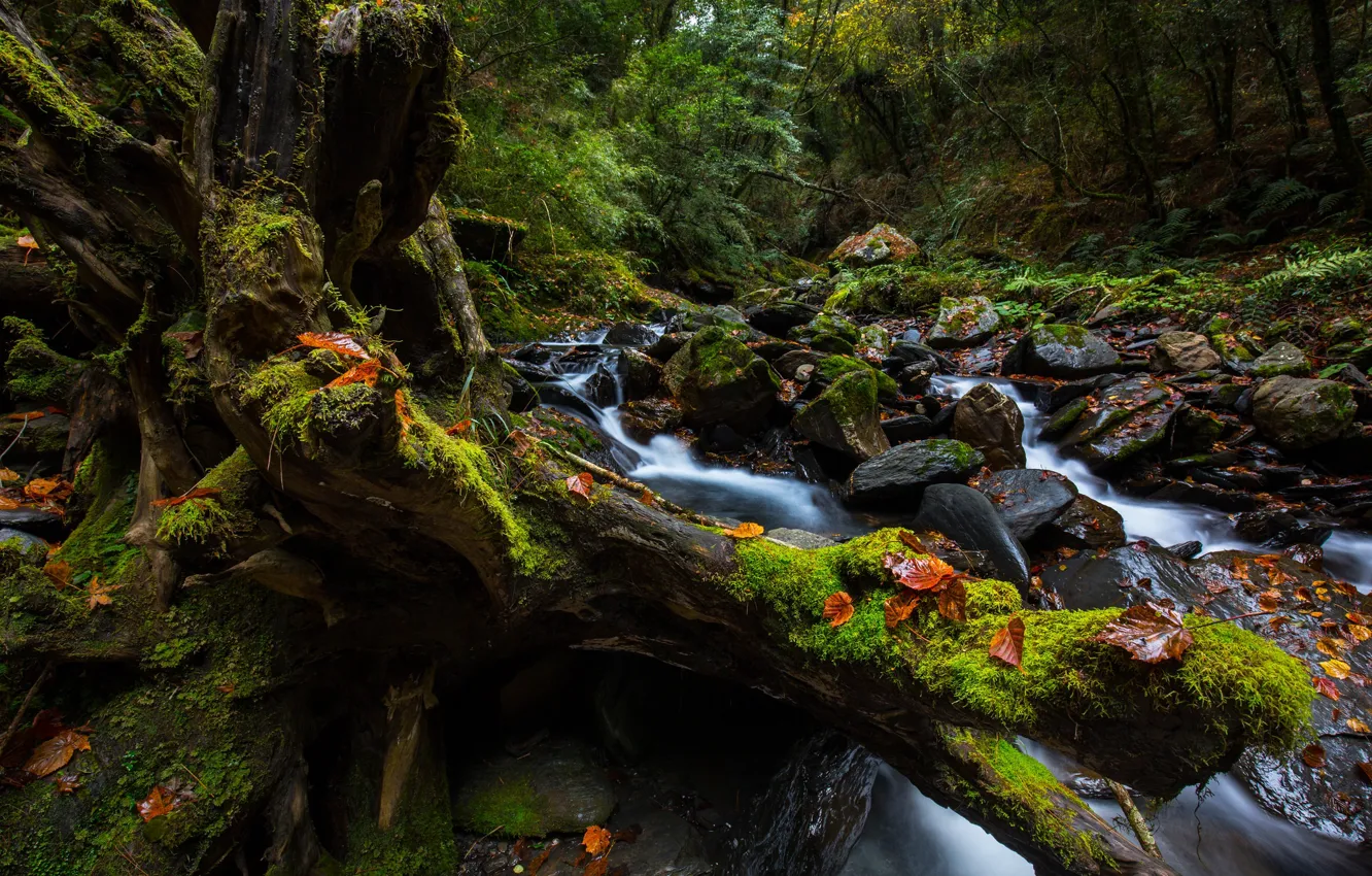 Photo wallpaper autumn, forest, leaves, river, Nature, stream