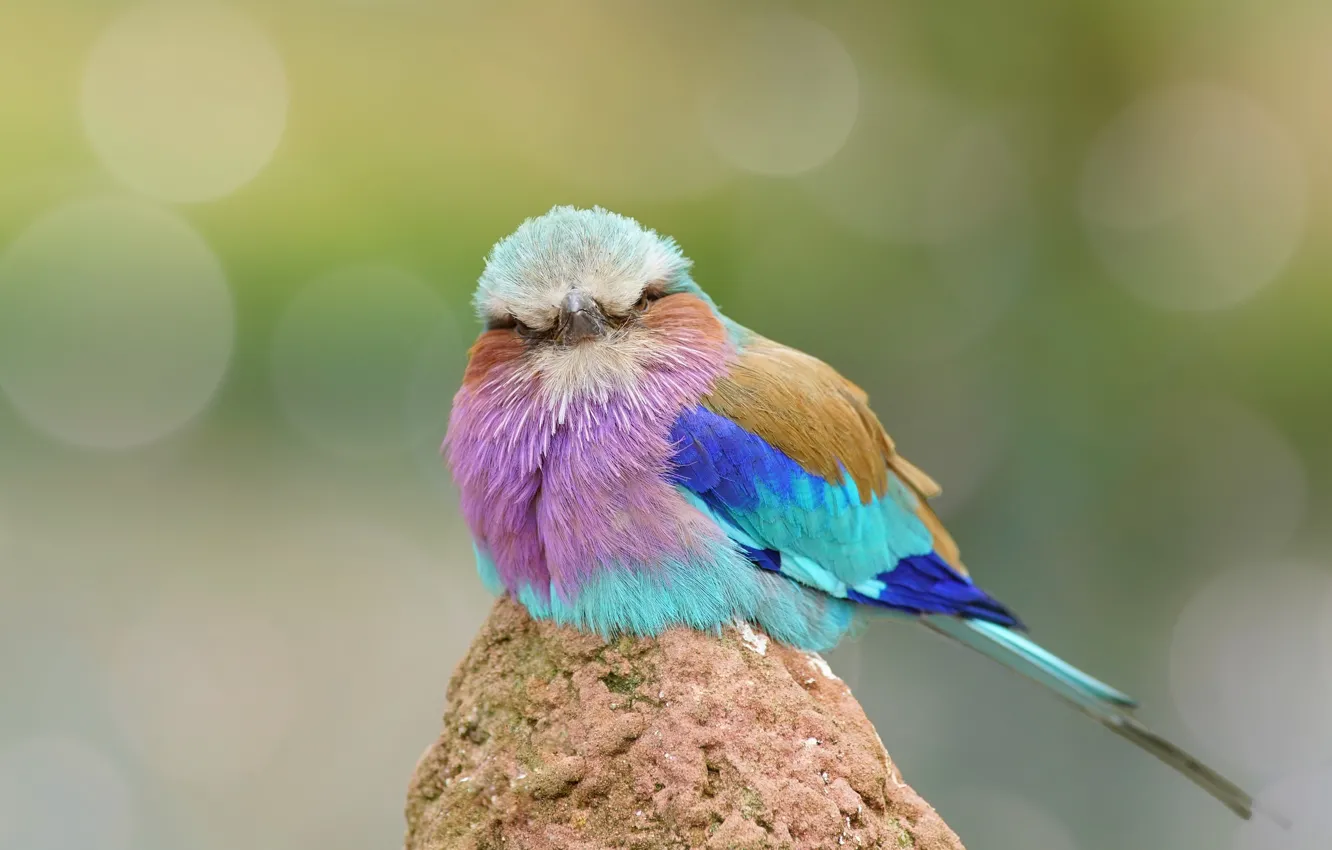 Photo wallpaper bird, feathers, color, funny, Roller