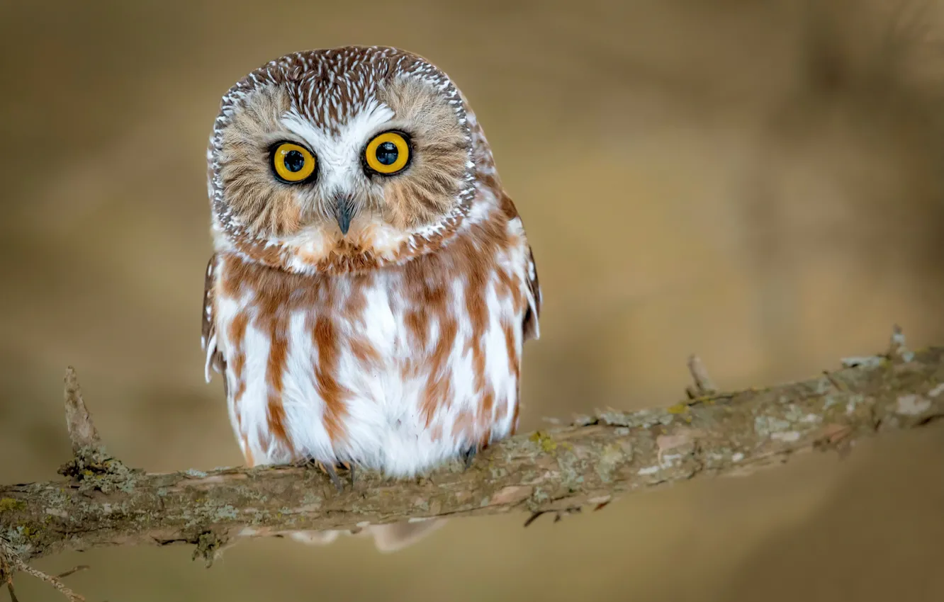 Photo wallpaper look, background, owl, bird, branch, eyes, North American boreal owl