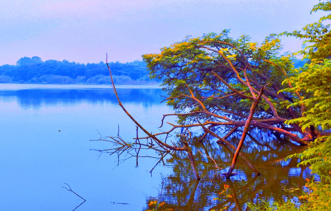 Photo wallpaper sky, trees, water, lake, morning, bushes, sunrise, dawn