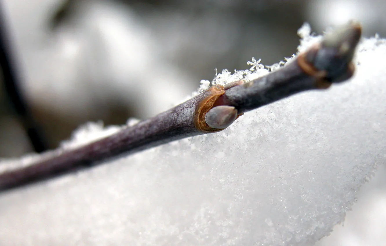 Photo wallpaper winter, snow, sprig, blue