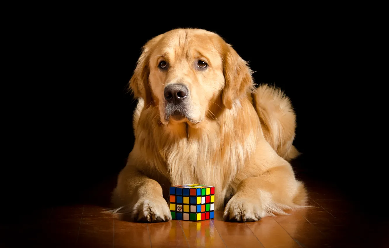 Photo wallpaper each, dog, Rubik's cube