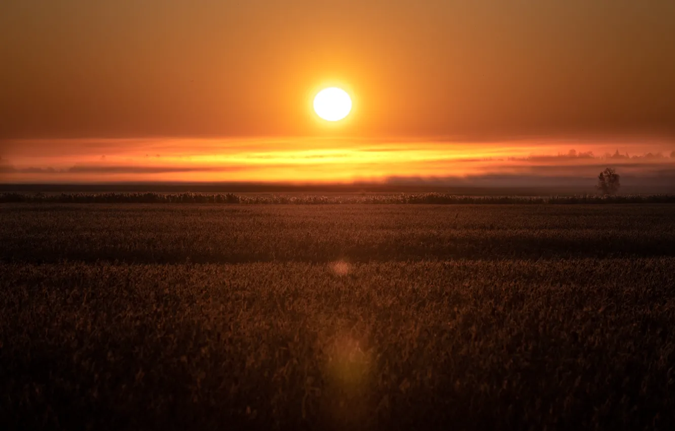 Photo wallpaper field, the sky, grass, the sun, clouds, light, sunset, fog