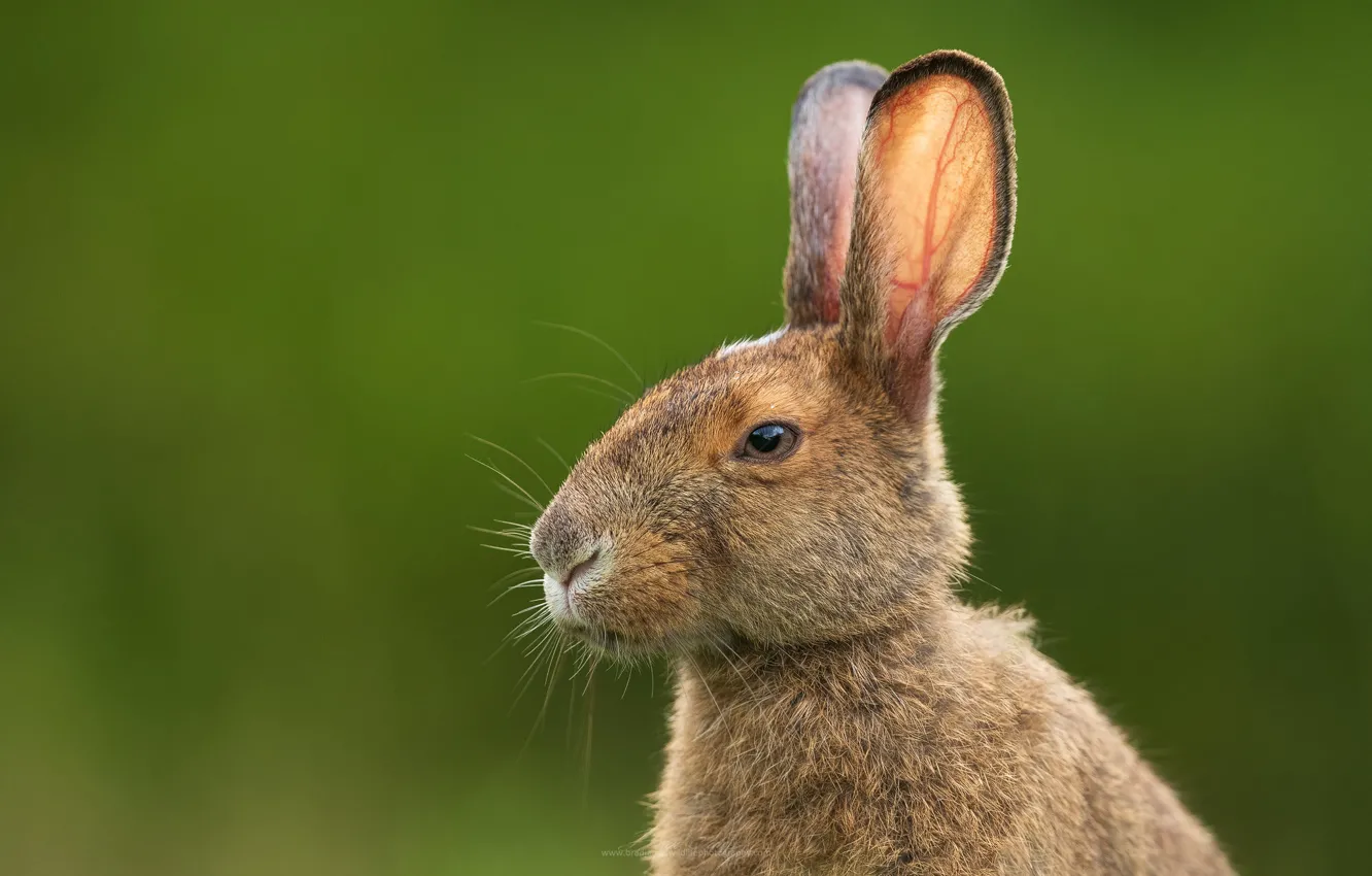 Photo wallpaper look, face, background, hare, portrait, ears, Bunny